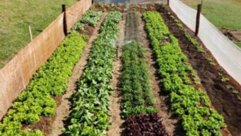 ceilandia-recebe-circuito-eco-
