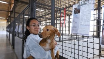 campanha-julho-dourado-alerta-