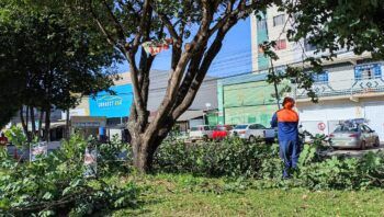 podas-de-arvores-sao-intensifi