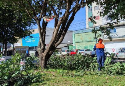 podas-de-arvores-sao-intensifi