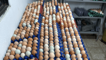 fiscalizacao-apreende-mais-de-