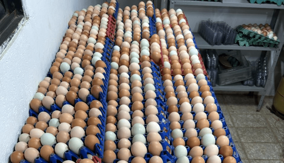 Ovos que seriam fornecidos para estabelecimentos localizados em áreas nobres de Brasília não tinham selo de inspeção | Foto: Divulgação/Seagri-DF
Fiscalização apreende mais de mil ovos irregulares no DF