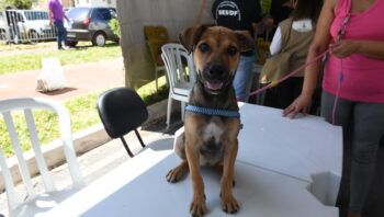 gdf-mais-perto-do-cidadao-insc