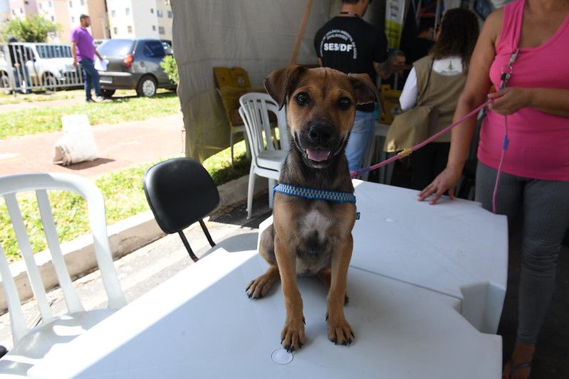 A 58ª edição do GDF Mais Perto do Cidadão, realizada no Sol Nascente, vai abrir inscrições para castração de cães e gatos | Fotos: Jhonatan Viera/Sejus-DF
GDF Mais Perto do Cidadão inscreve animais para castração no Sol Nascente