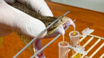 zoologico-de-brasilia-firma-pa