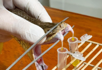 zoologico-de-brasilia-firma-pa