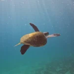 tartarugas-que-nascem-no-brasi