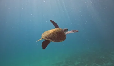 tartarugas-que-nascem-no-brasi