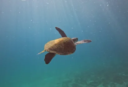 tartarugas-que-nascem-no-brasi