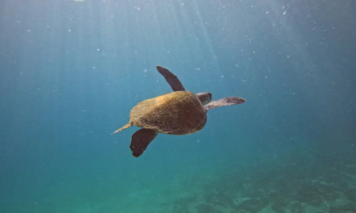 tartarugas-que-nascem-no-brasi