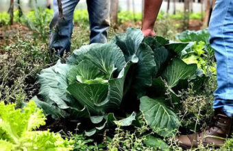 municipios-podem-aderir-ao-paa