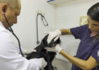 varjao-recebe-hospital-veterin