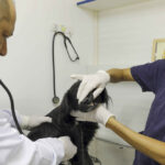 varjao-recebe-hospital-veterin