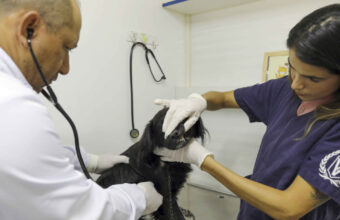 varjao-recebe-hospital-veterin
