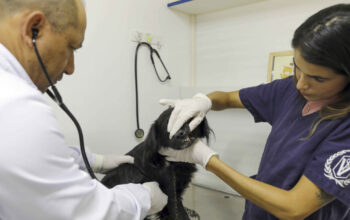 varjao-recebe-hospital-veterin