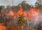 Incêndio florestal perto de casa: veja como agir em situação de risco