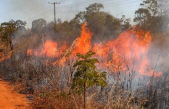 Incêndio florestal perto de casa: veja como agir em situação de risco
