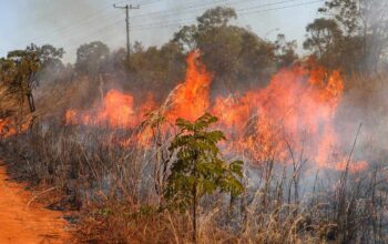 Incêndio florestal perto de casa: veja como agir em situação de risco